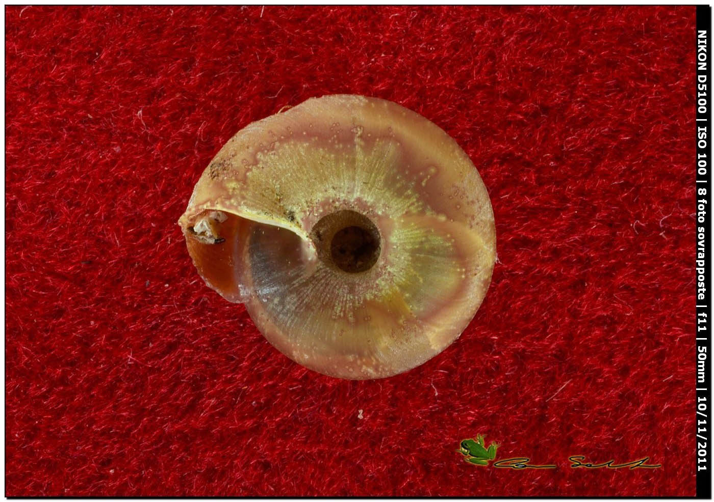 Caracollina (Caracollina) lenticula (Michaud, 1831)