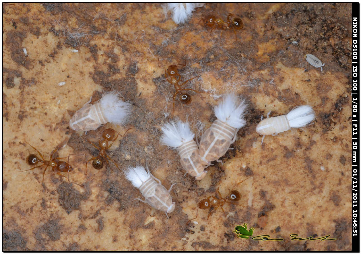 Formiche (Aphaenogaster subterranea) con omotteri Cixiidae