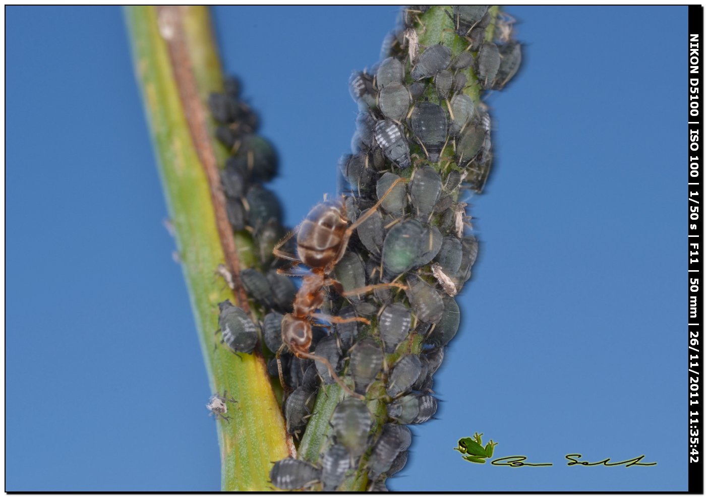 Afidi con formiche Lasius sp.