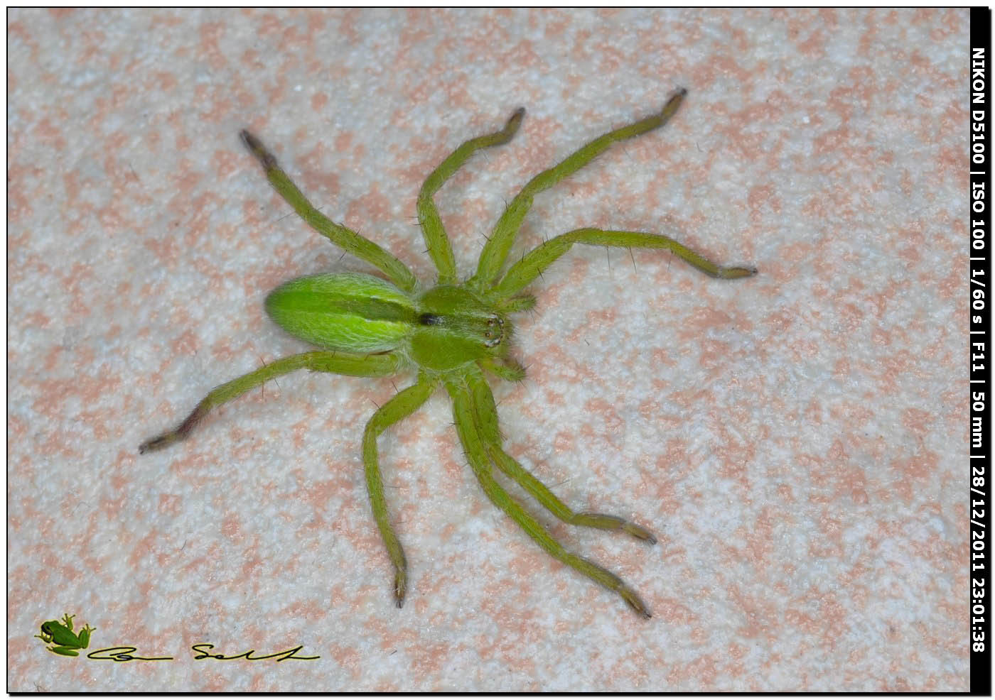 Sparassidae, Micrommata ligurina