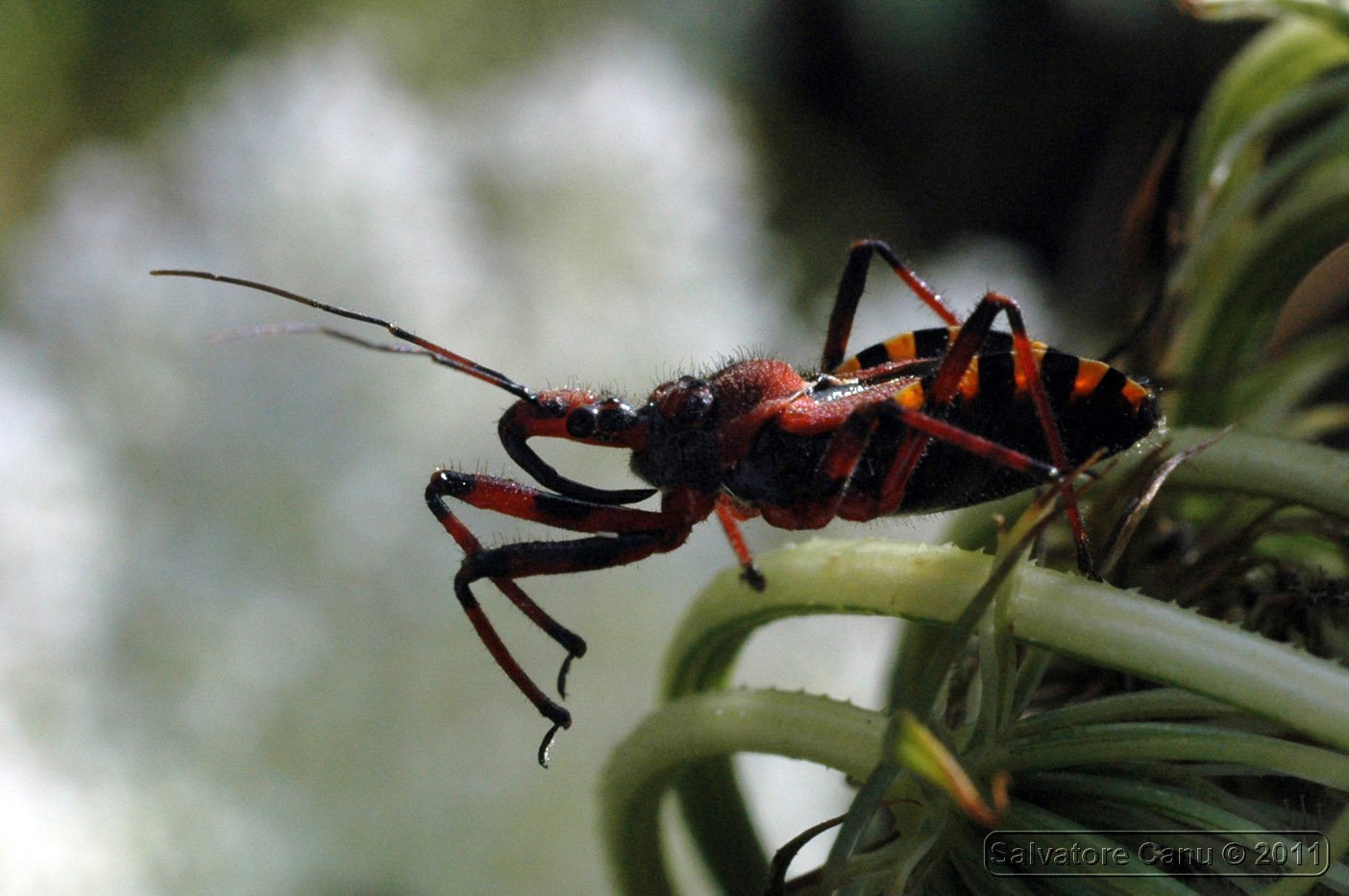 Reduvidae:Rhynocoris erythropus di Usini (SS)