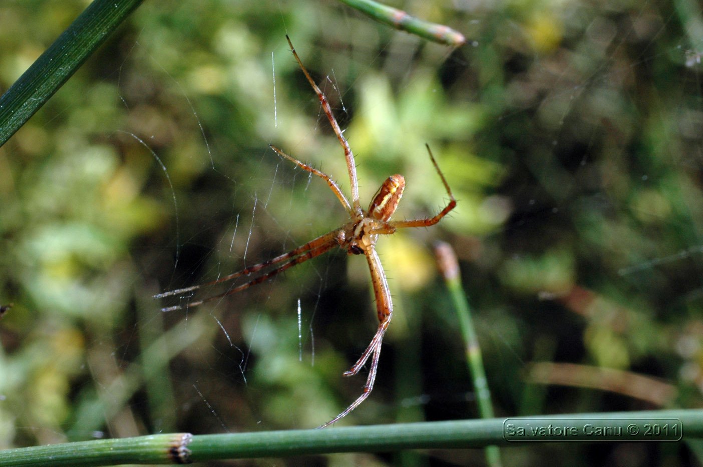 Argiope bruennichi