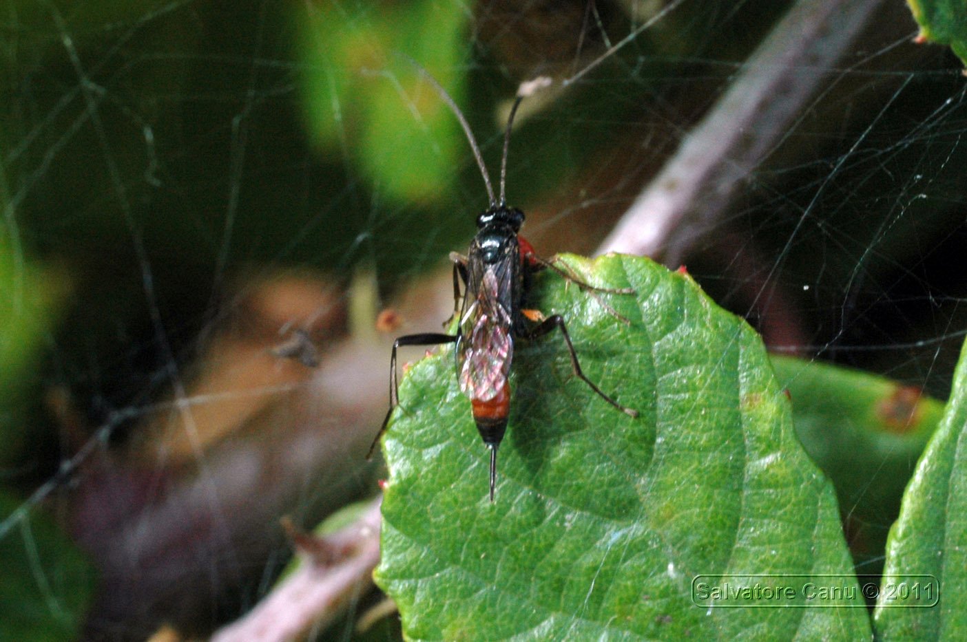 Ichneumonidae