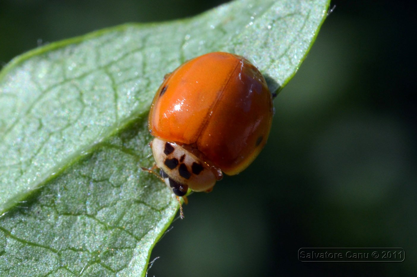 Harmonia axyridis