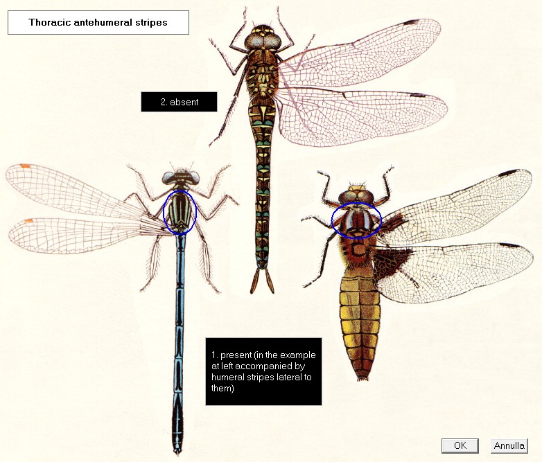 Platycnemis pennipes? - S, maschio