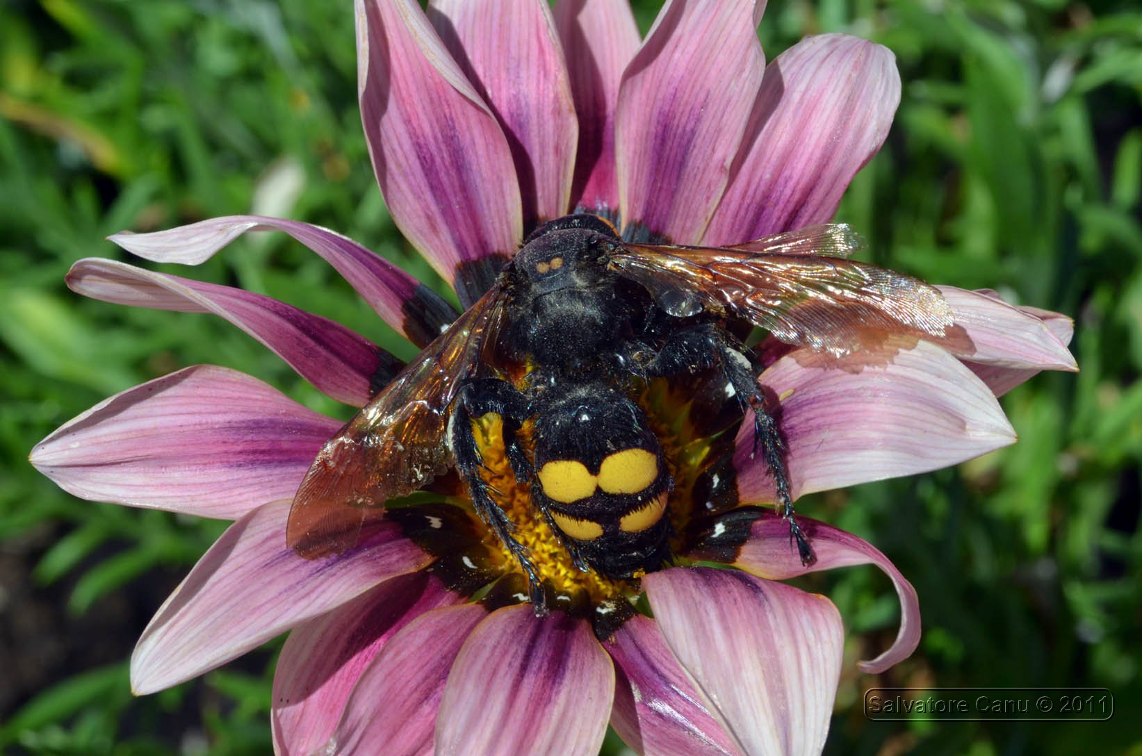 Megascolia maculata flavifrons