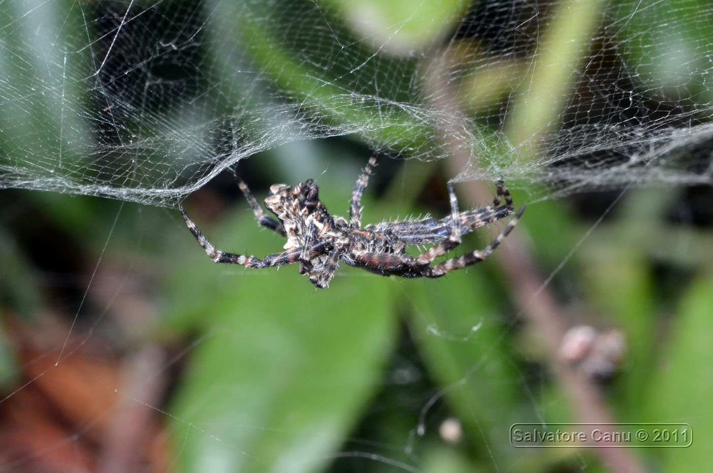 Cyrtophora citricola