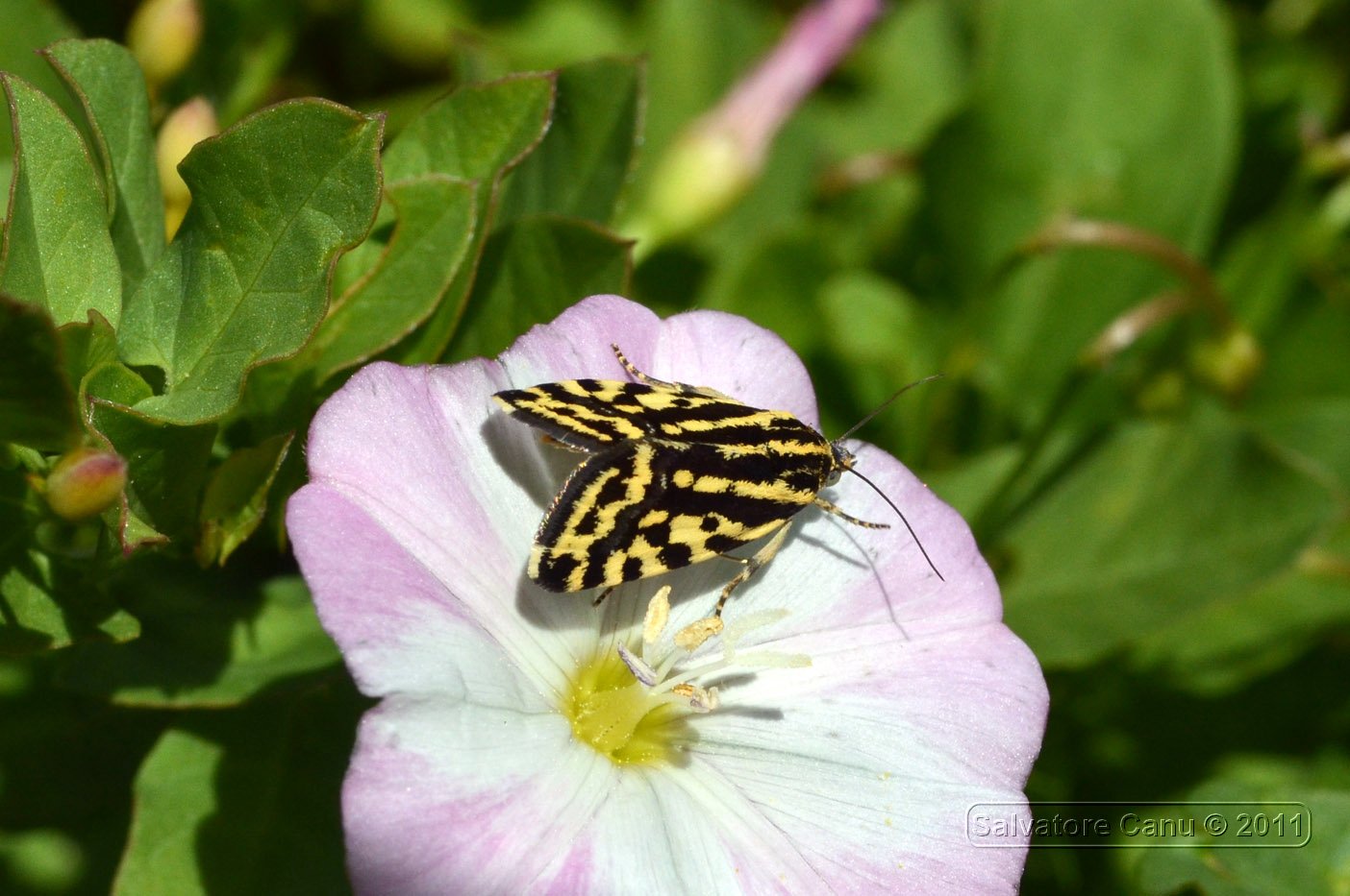 Acontia trabealis da confermare