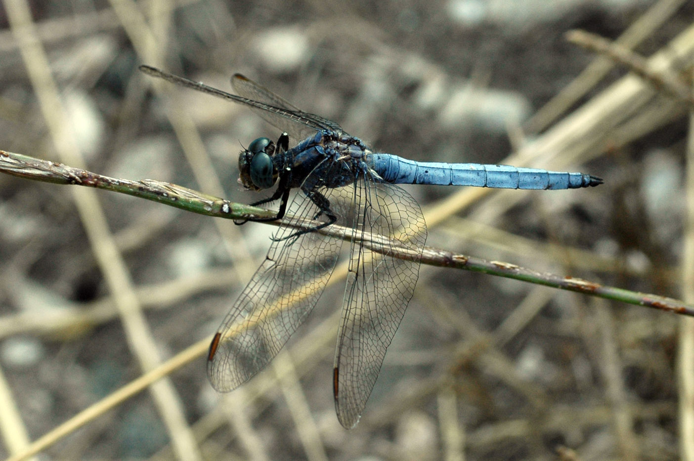 Libellula depressa??