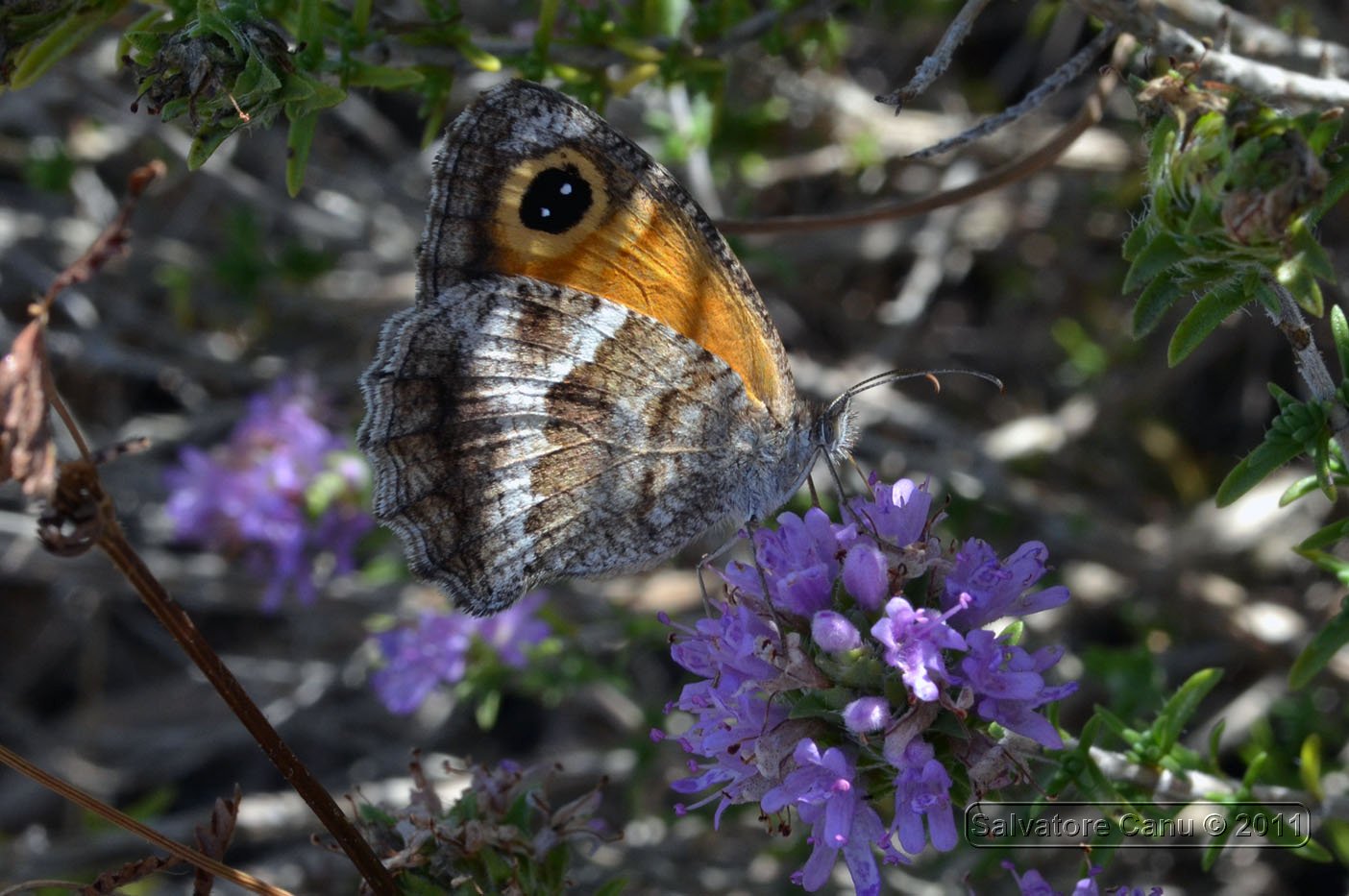 Pyronia tithonus