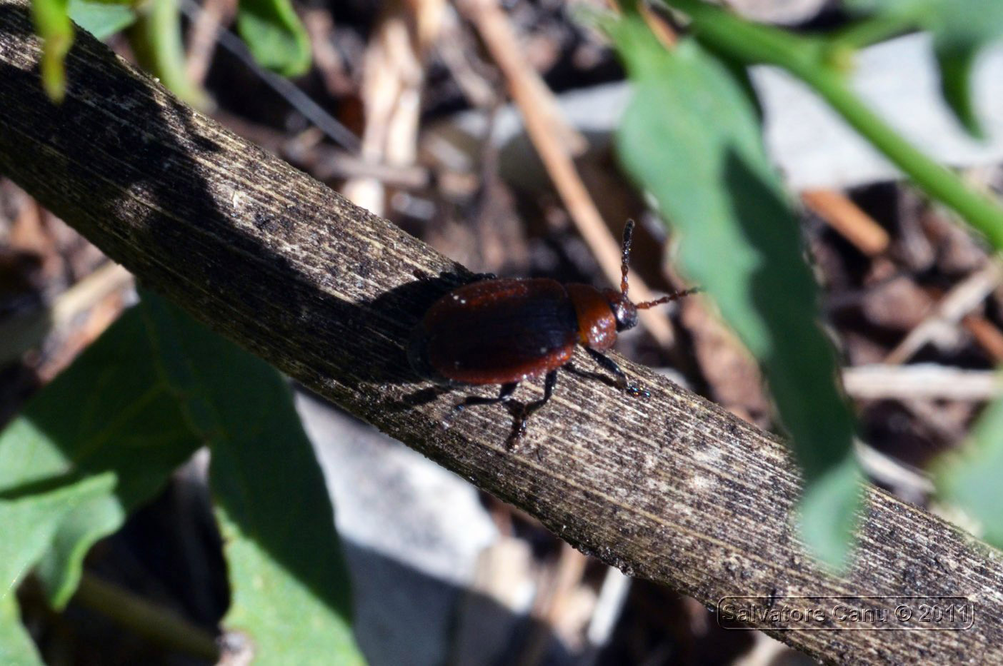 Galeruca (Emarhopa) rufa