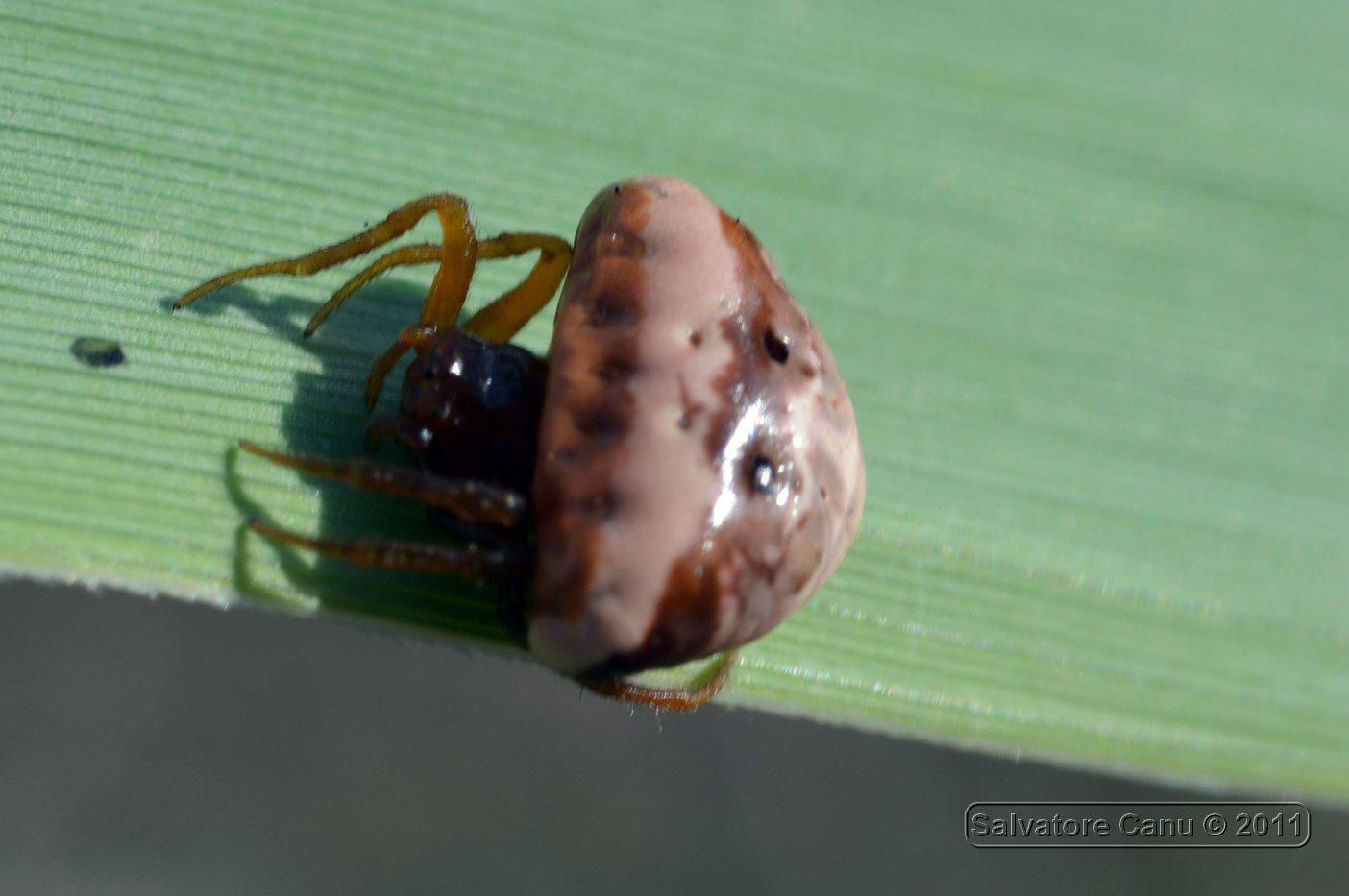 Cyrtarachne ixoides