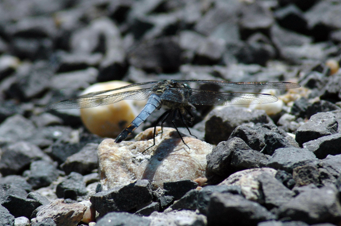 libellula da identificare