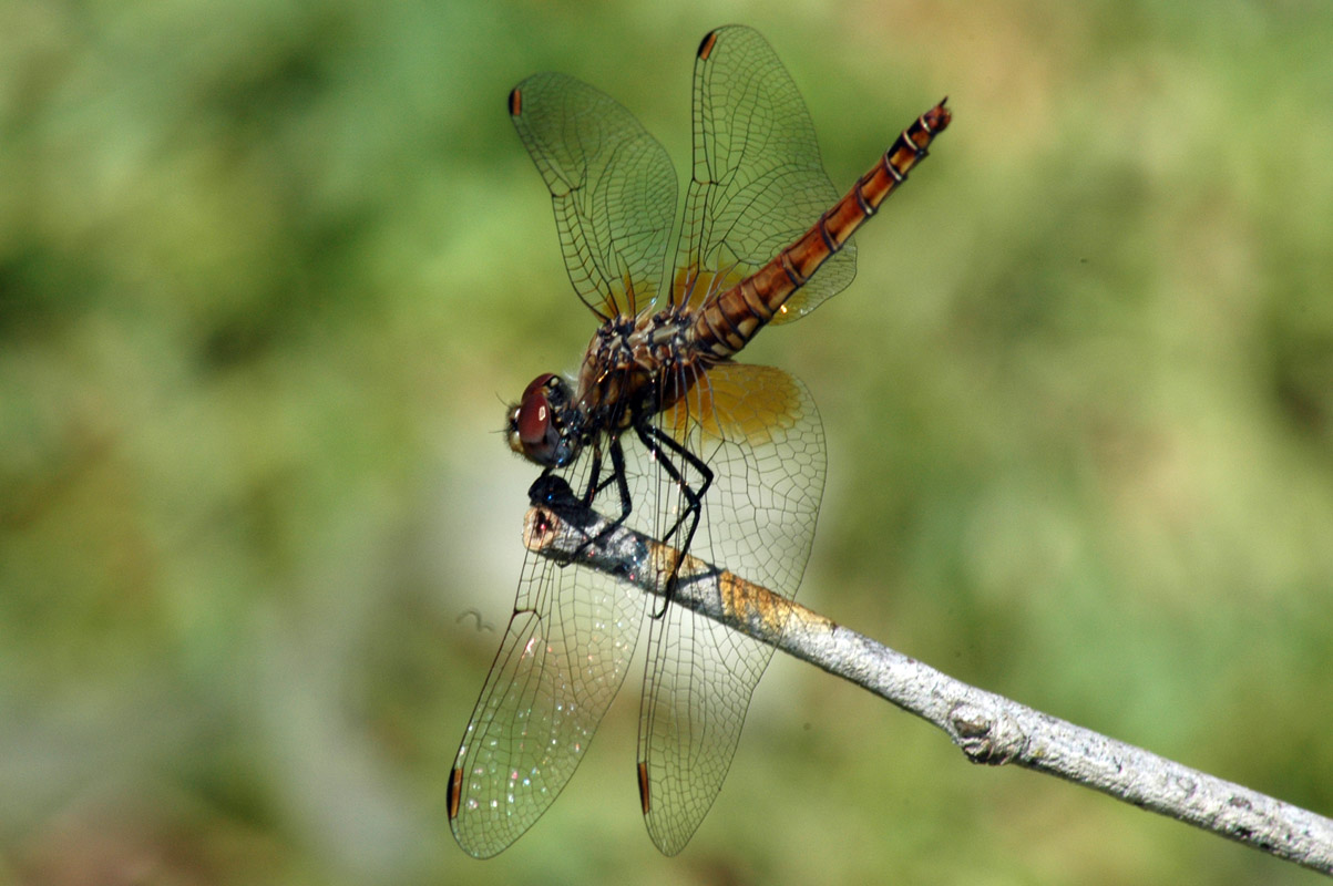 ID libellula