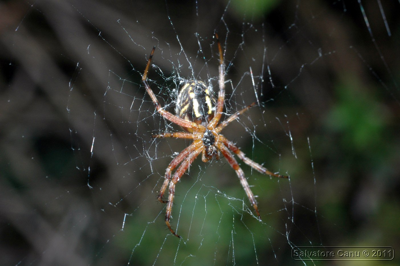 Neoscona adianta