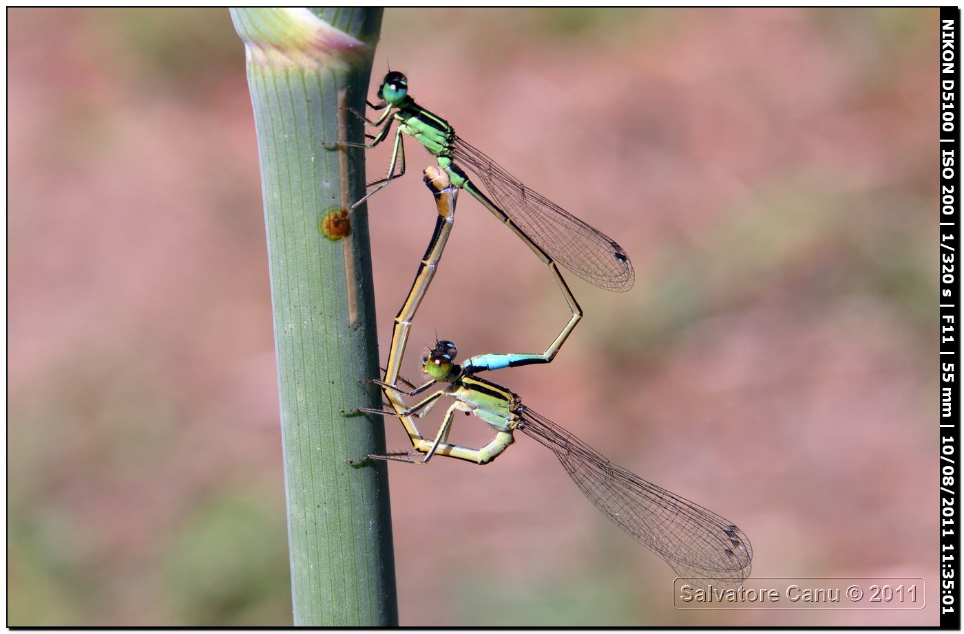 Ischnura genei coppia