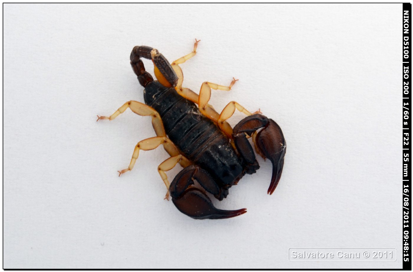 Euscorpius flavicaudis