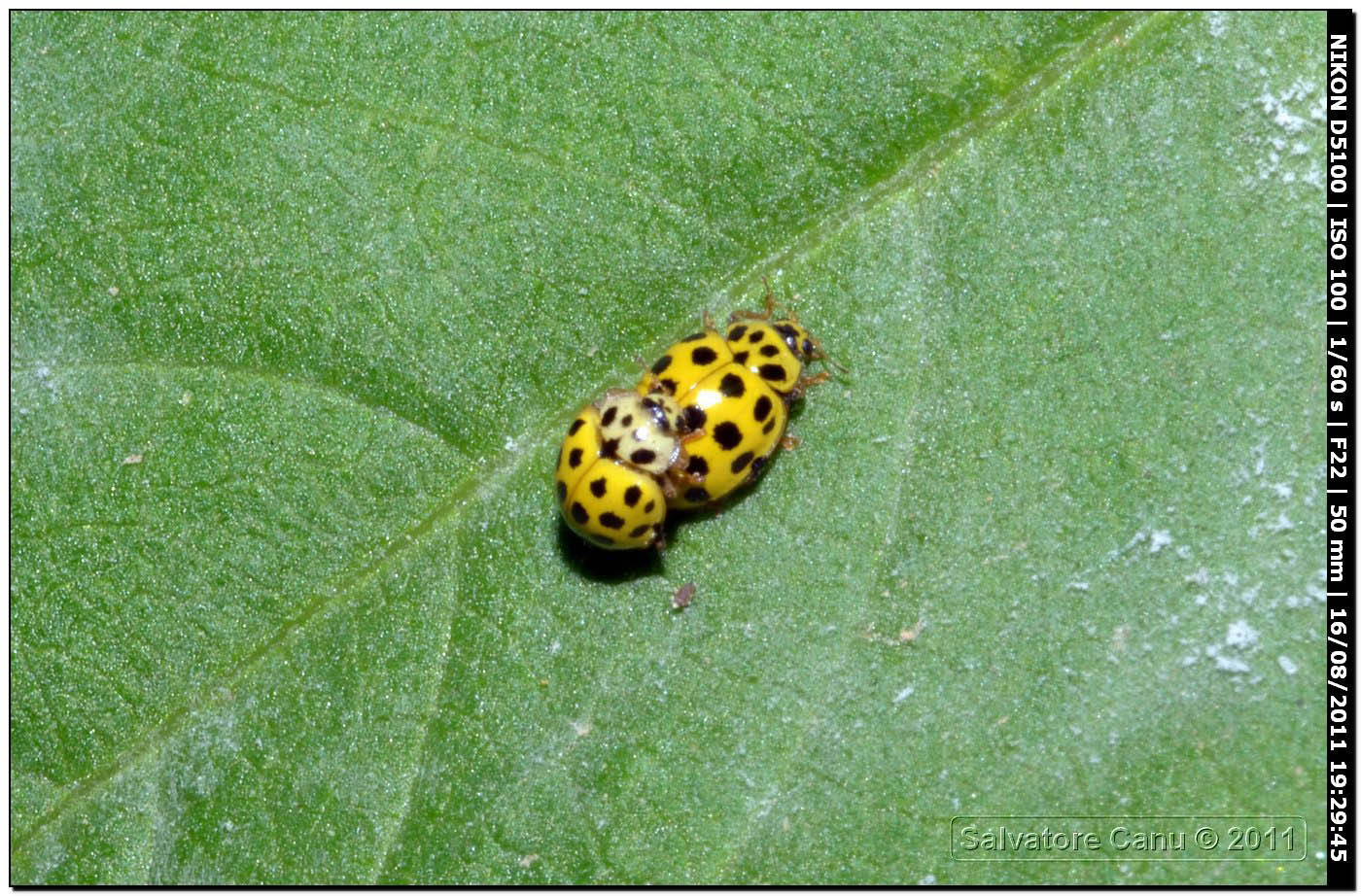 Psyllobora vigintiduopunctata ♂♀