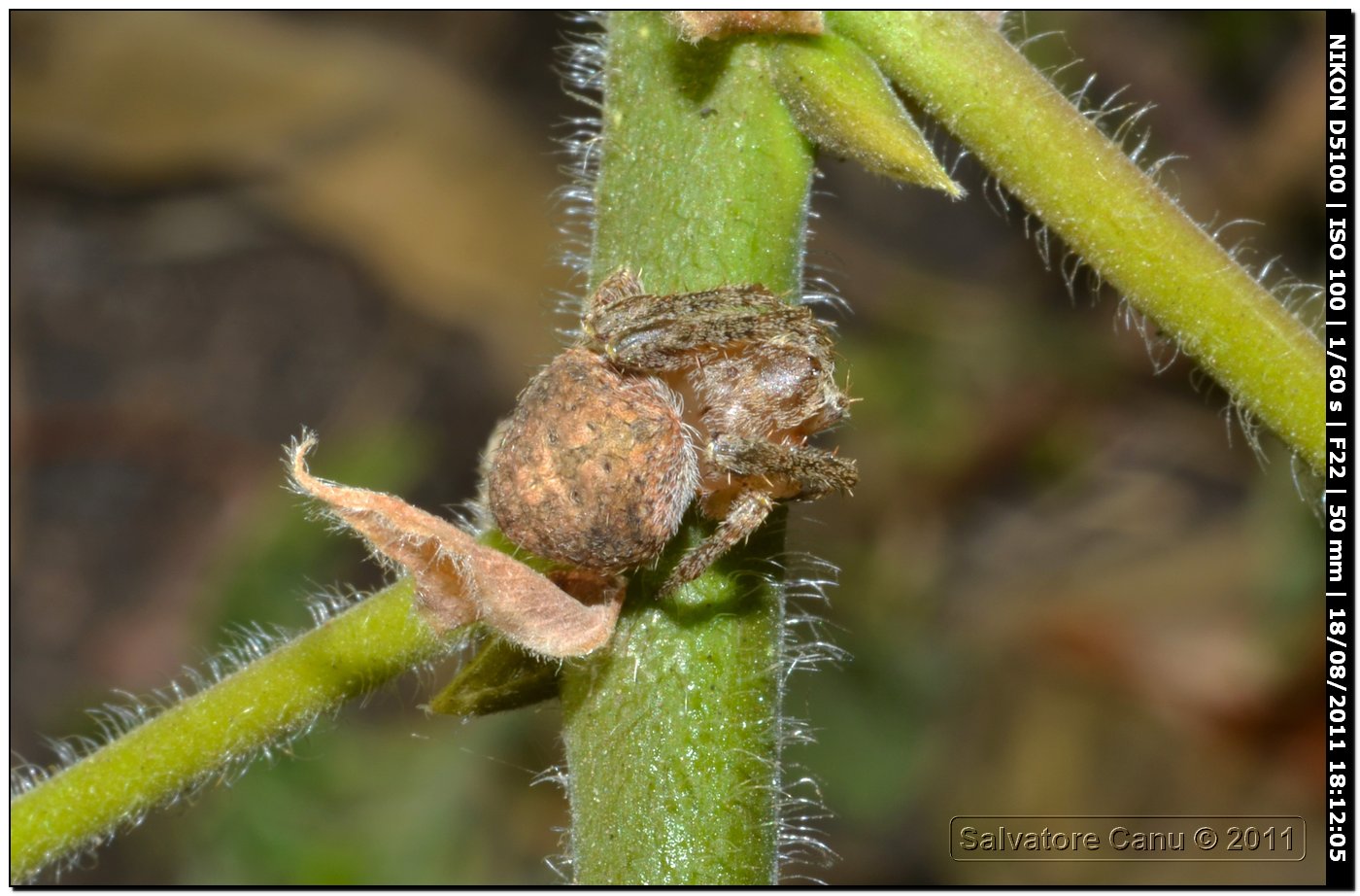 Araneus sp. o Neoscona subfusca