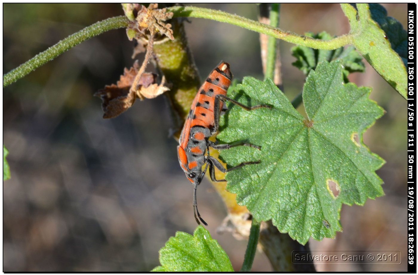 Lygeidae: Spilostethus pandurus di Sardegna (SS)