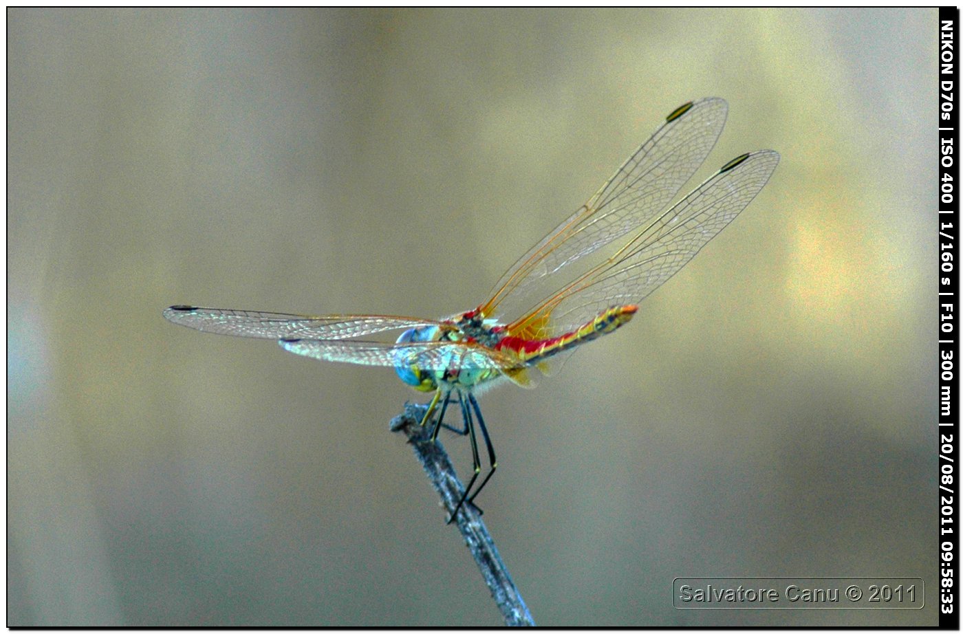 Sympetrum?? quale?