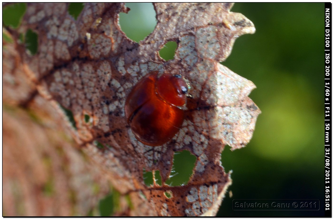 Brumus quadripustulatus?