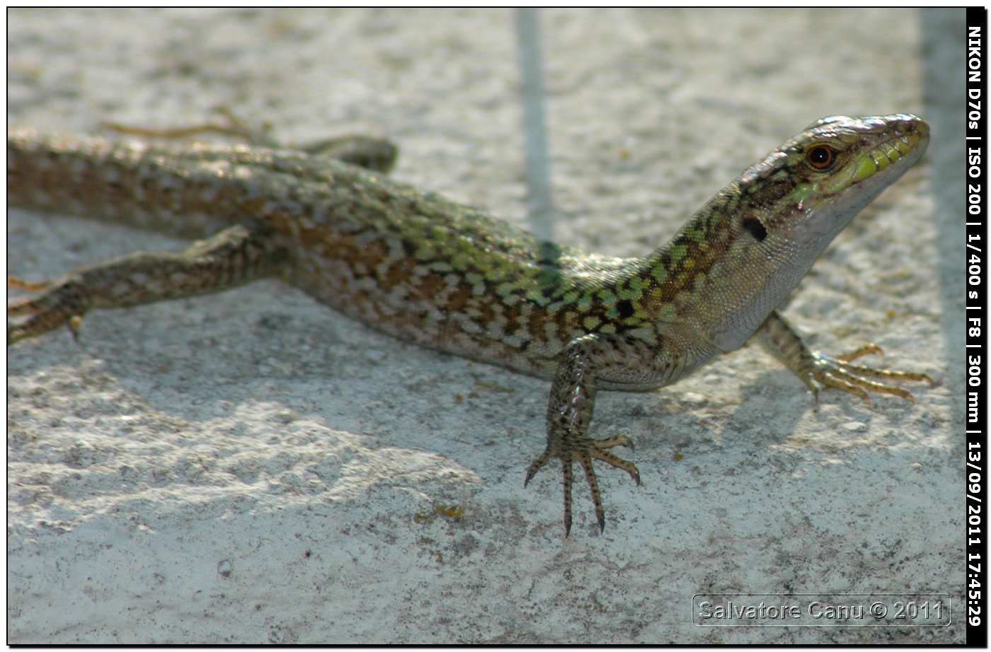 Pordacis, quale? (Podarcis siculus)