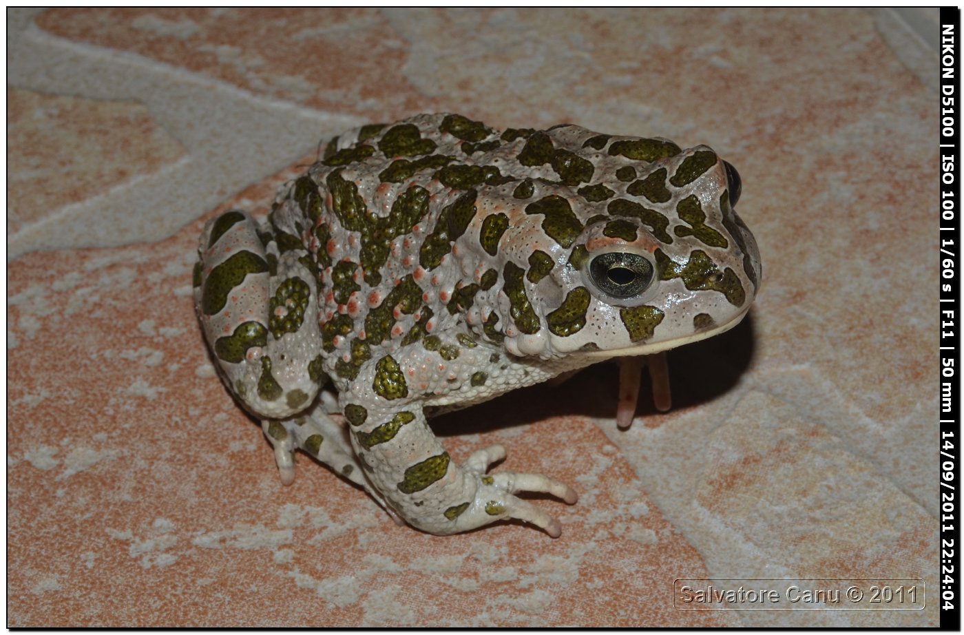 Bufo viridis - oggi Bufotes balearicus (Sardegna)