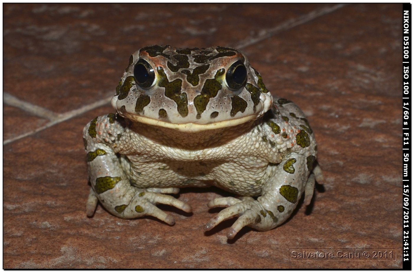 Bufo viridis - oggi Bufotes balearicus (Sardegna)