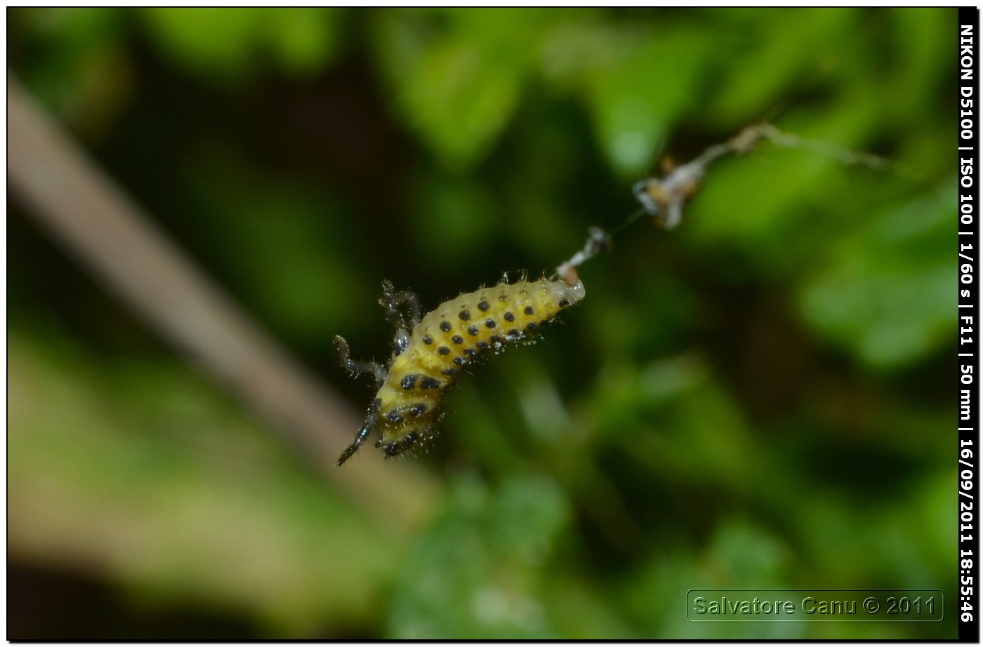 Uloborus plumipes