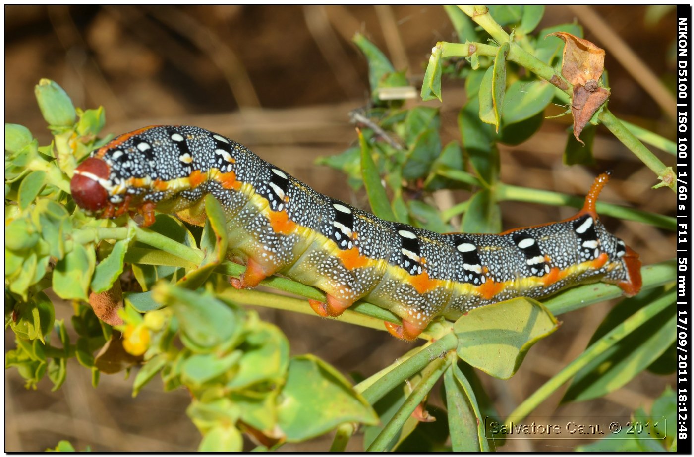 Bruco di Hyles euphorbiae o Hyles dahlii?