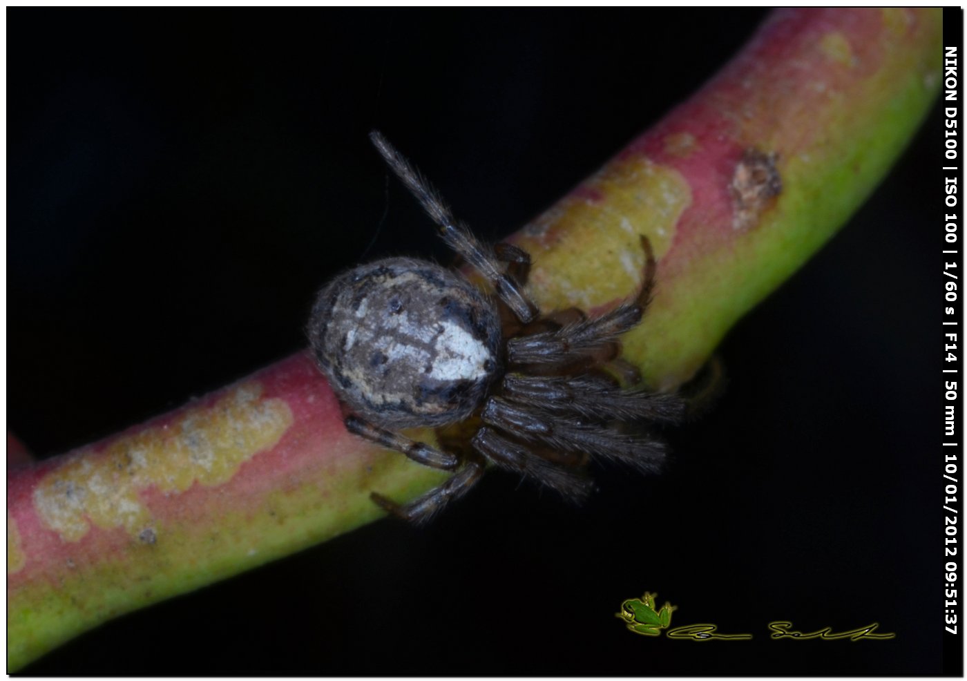 Araneidae del 