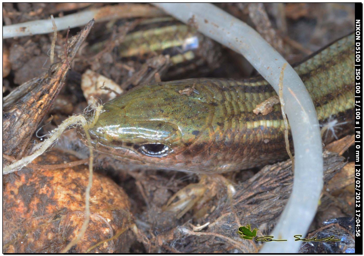 Chalcides chalcides da Usini