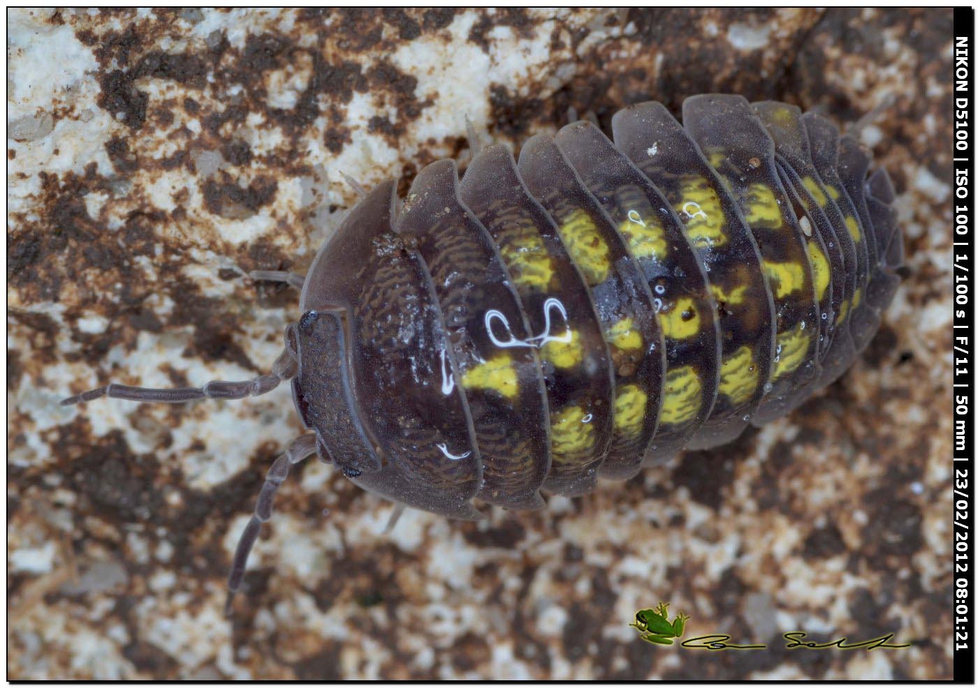 Armadillidium granulatum