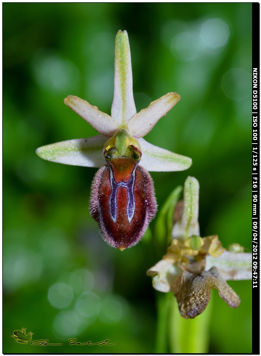 Ophrys sphegodes subsp. praecox