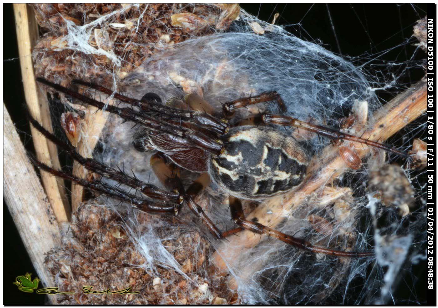 Larinoides sp. ♂