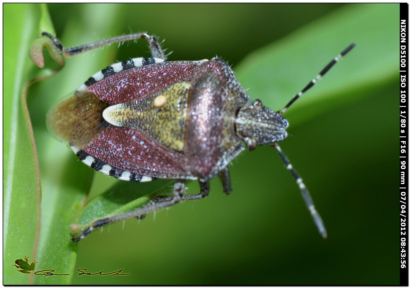 Pentatomidae:Dolycoris baccarum ( D.numidicus?) di Sardegna