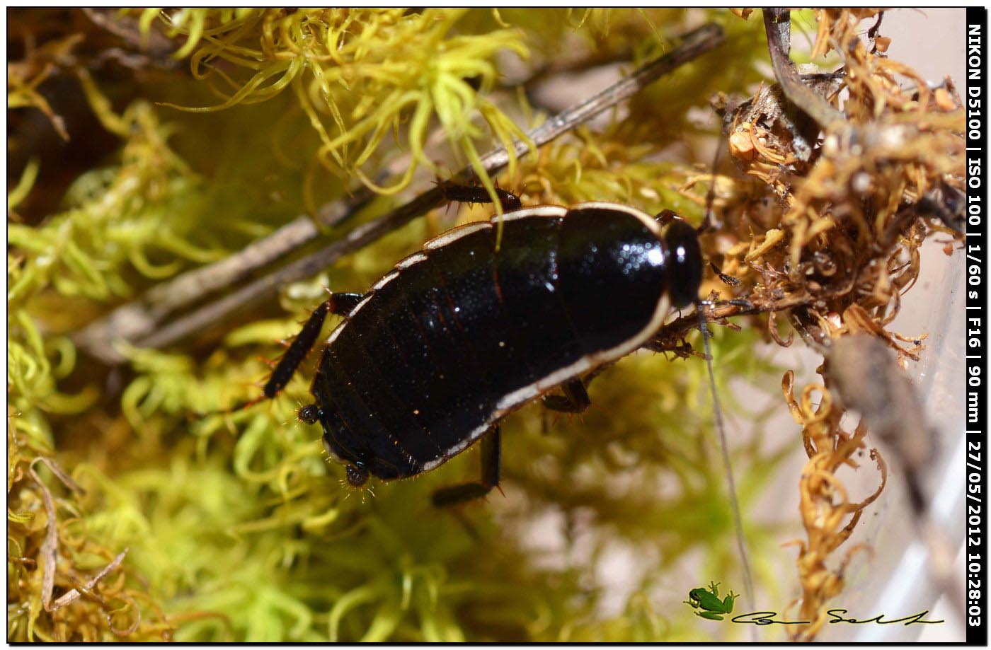 Loboptera decipiens (Germar, 1817)