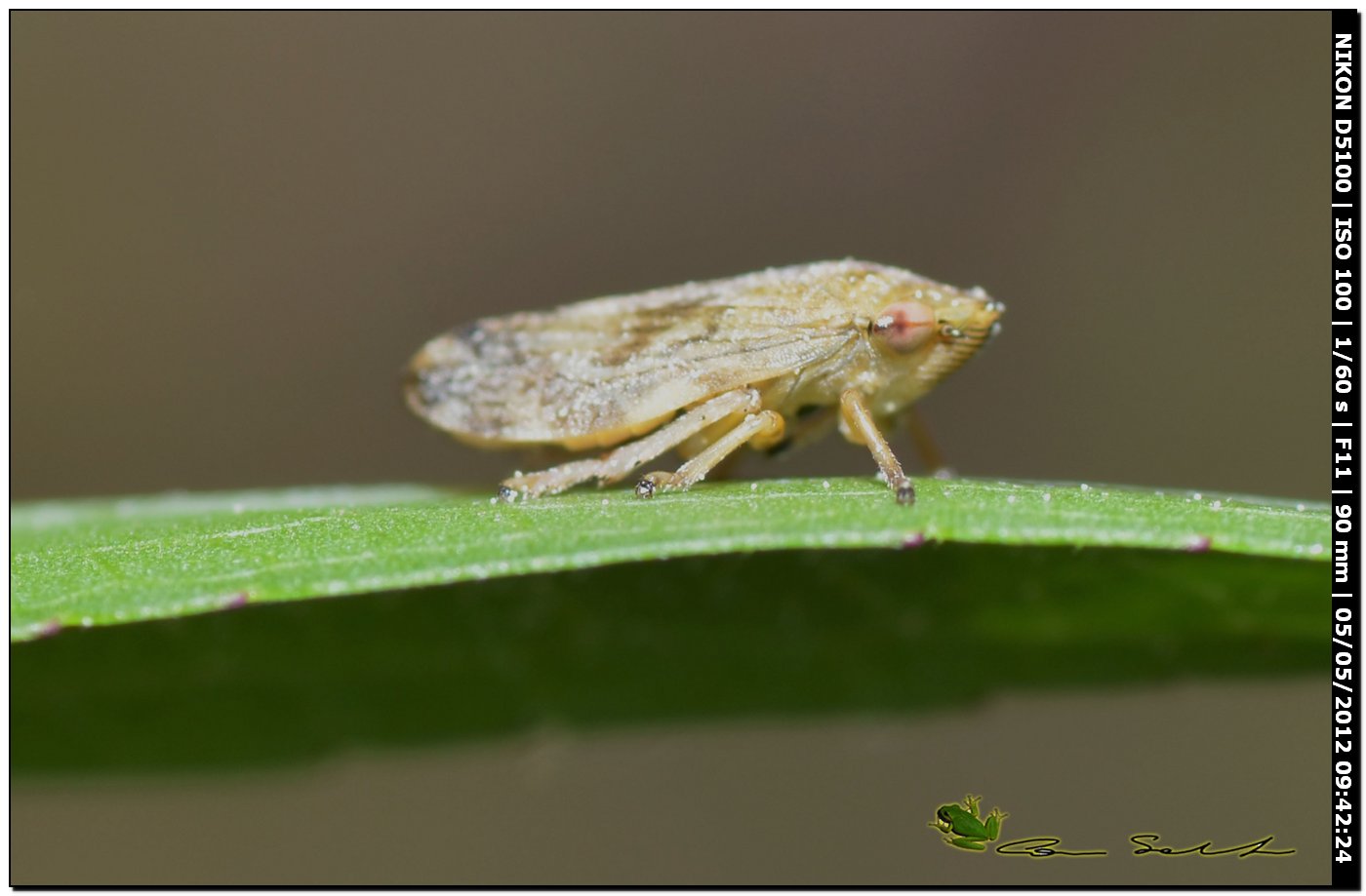 Philaenus Spumarius - Aphrophoridae