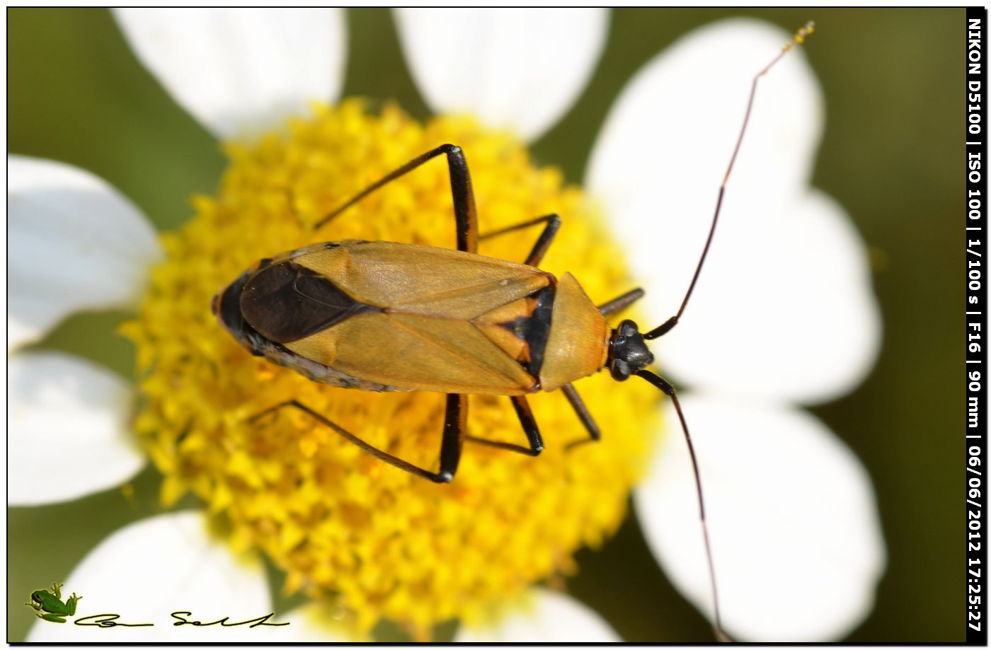 Miridae: Calocoris nemoralis f. pallida