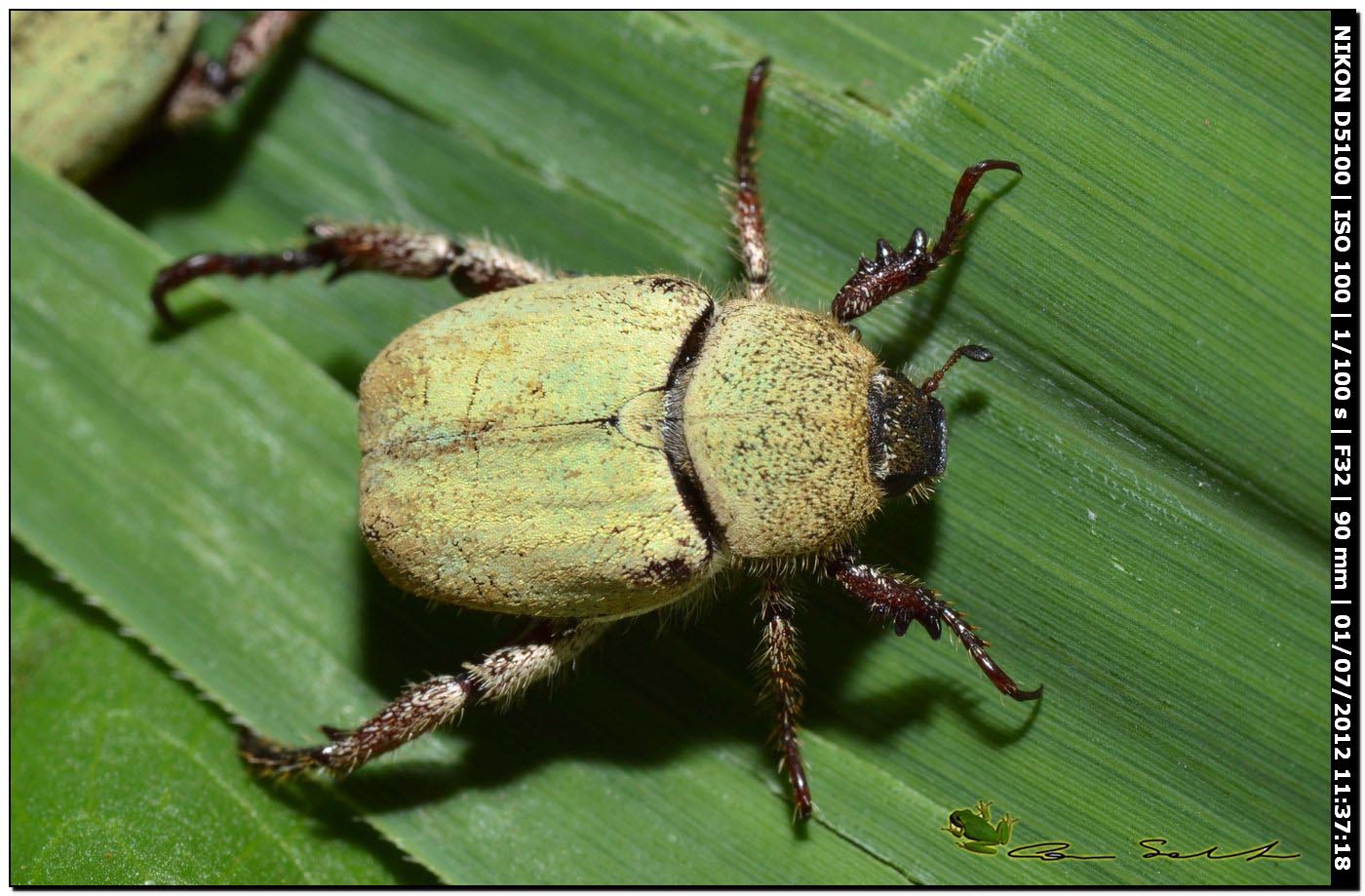 Hoplia pubicollis,Rutelidae