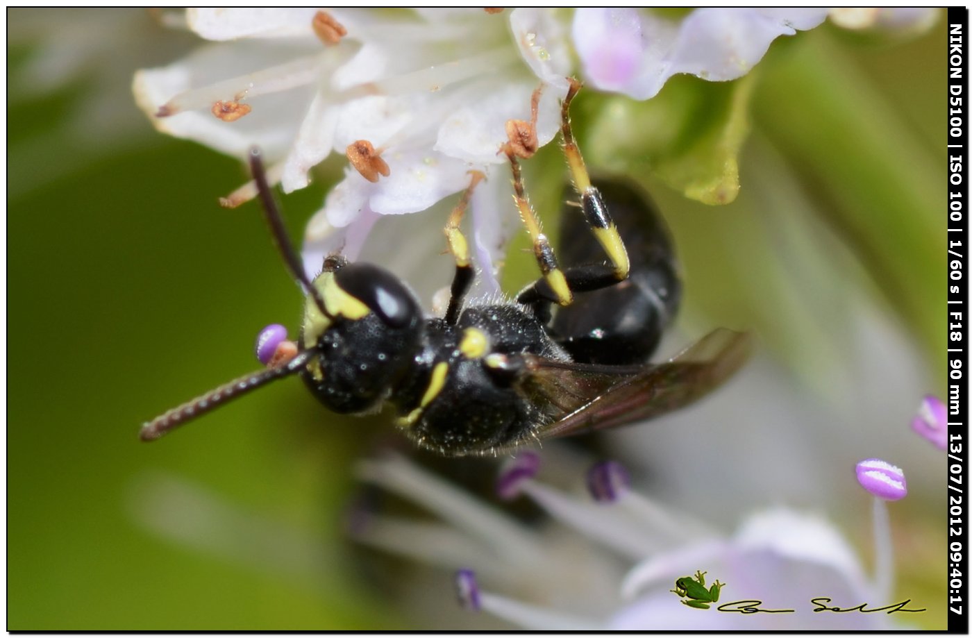 Hylaeus sp.?