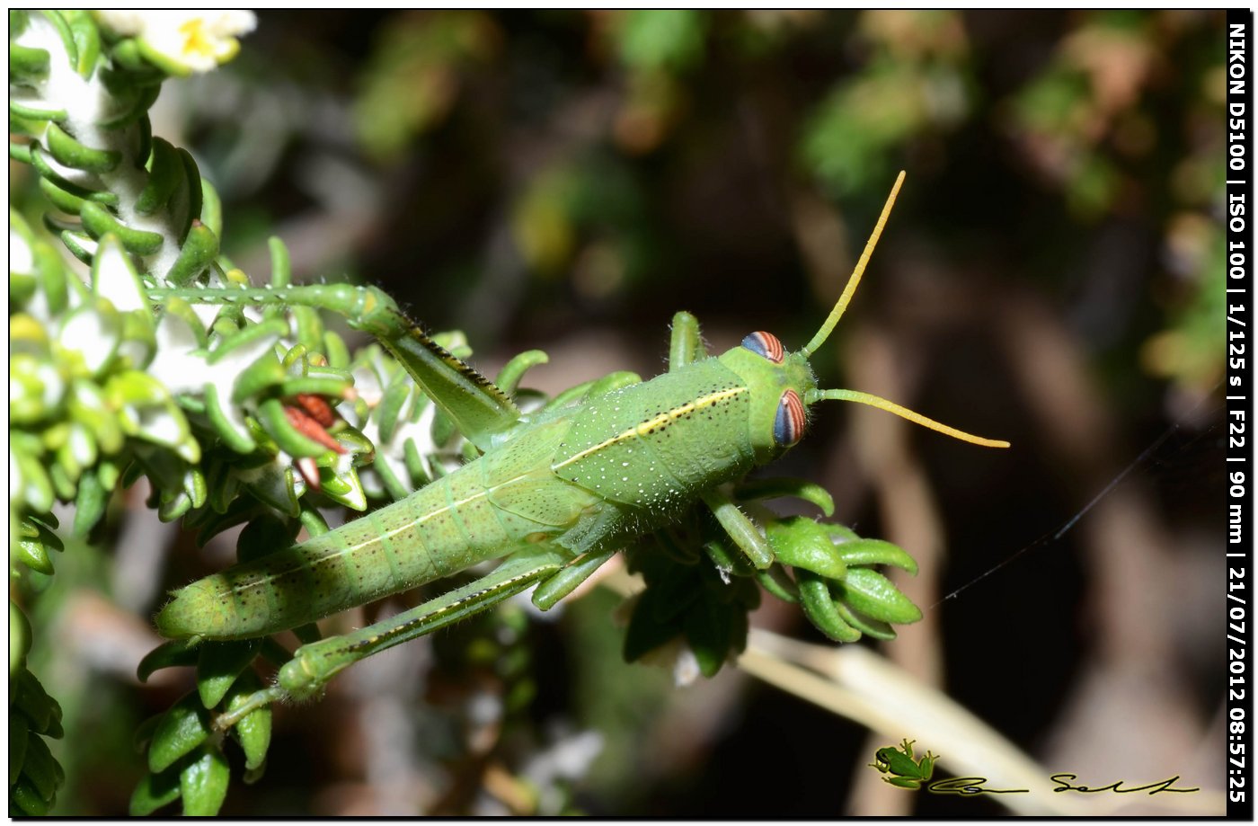 Anacridium aegyptium