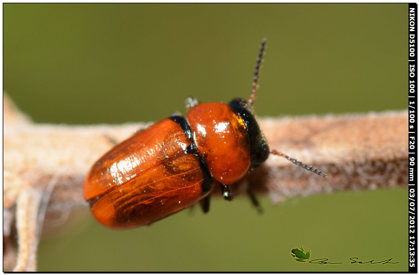 Chrysomelidae? - s, Coptocephala raffrayi