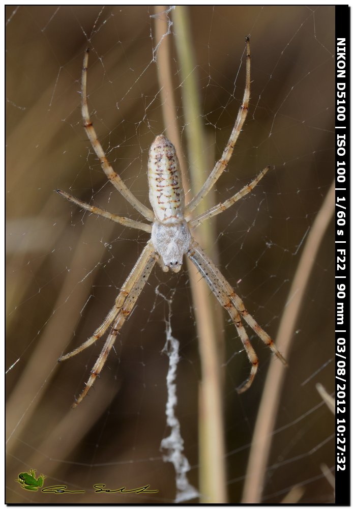 Argiope bruennichi, giovane femmina