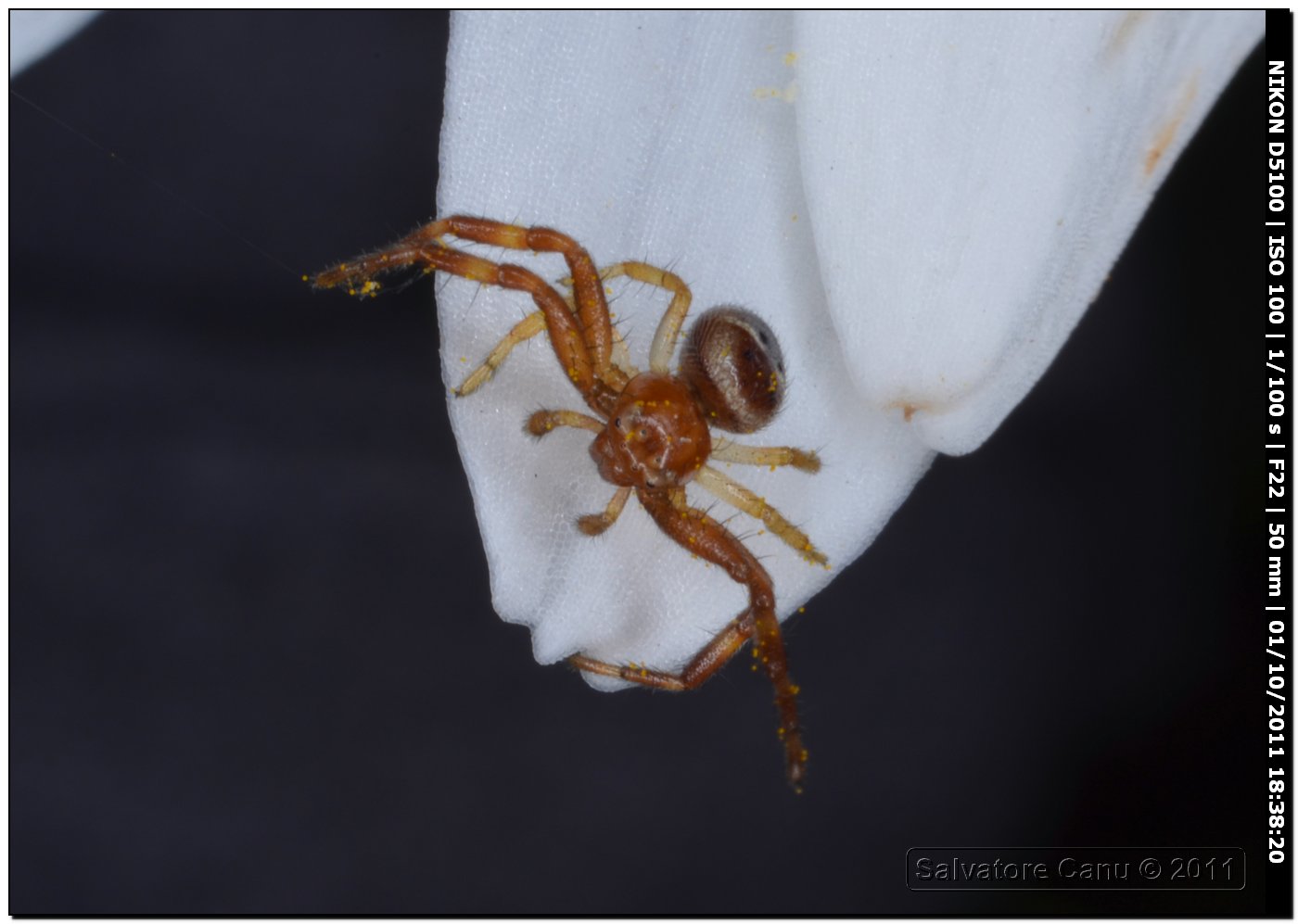 Synema globosum