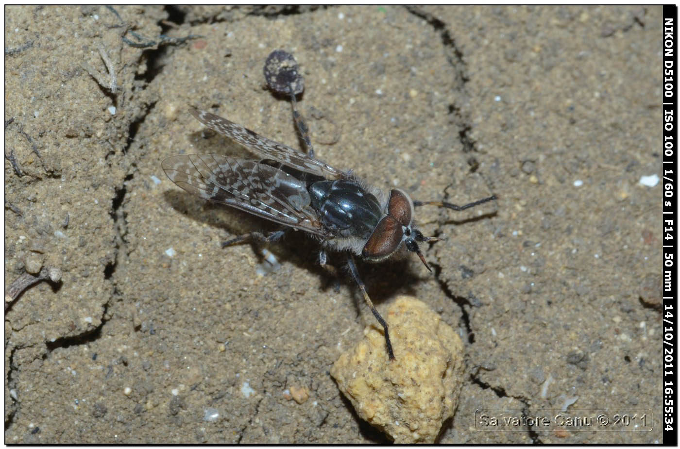 Tabanidae: Haematopota cfr. crassicornis