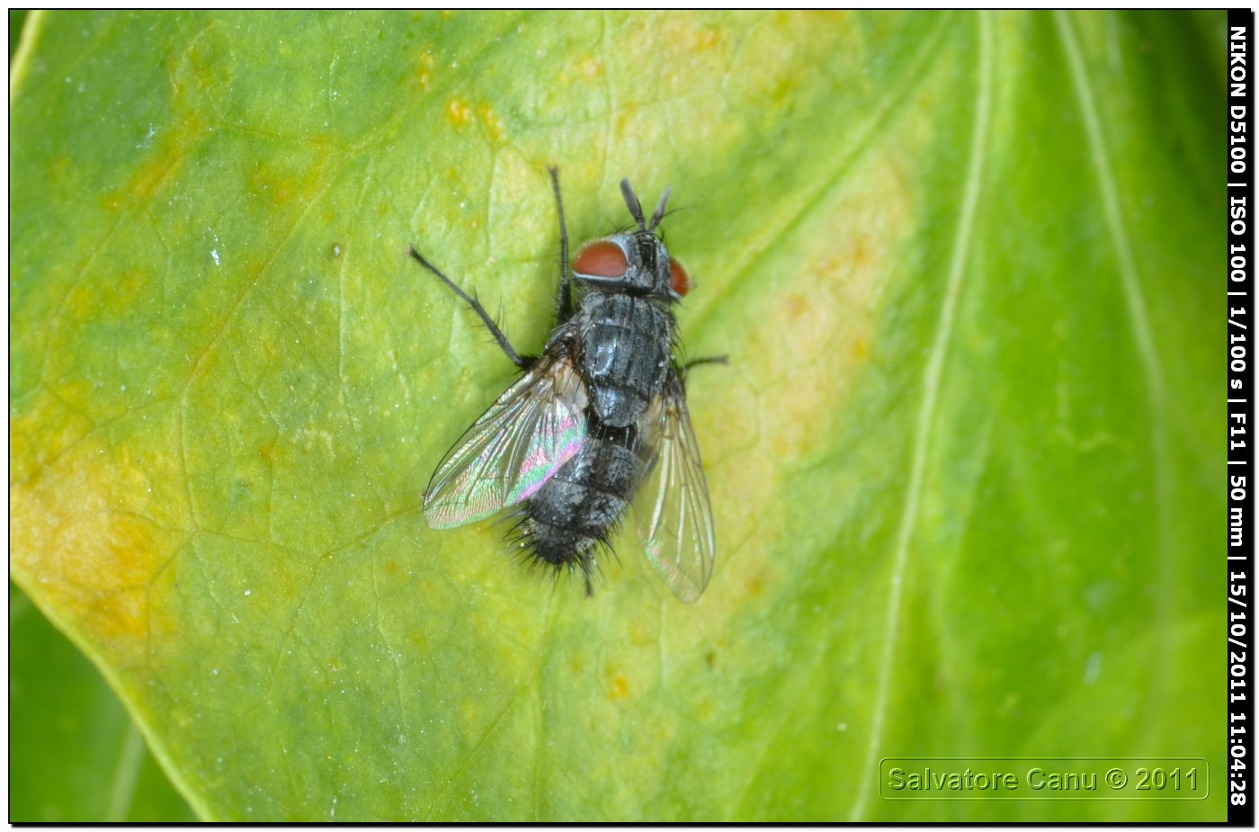 Tachinidae