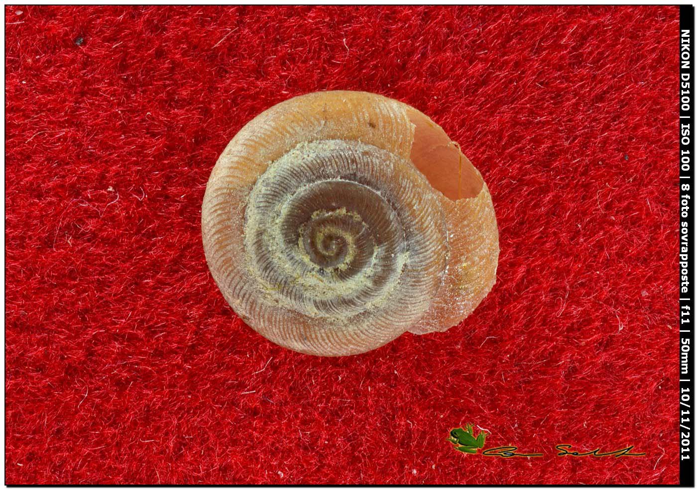 Caracollina (Caracollina) lenticula (Michaud, 1831)