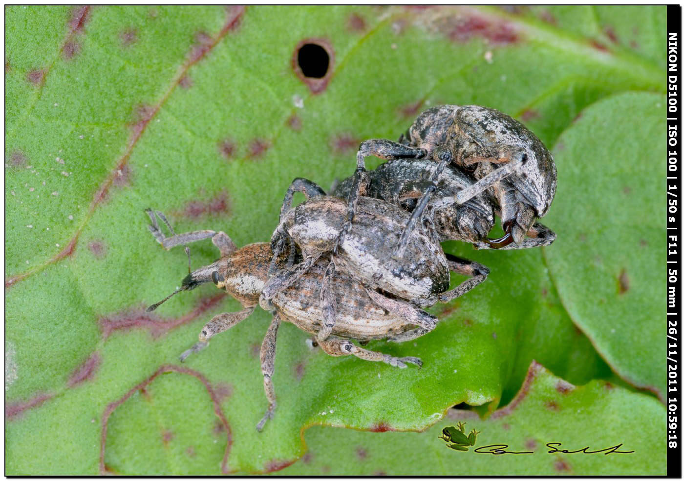 Curculionidae da id.